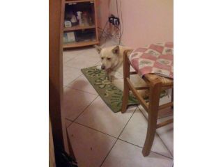 Cercasi persona speciale per cane speciale!