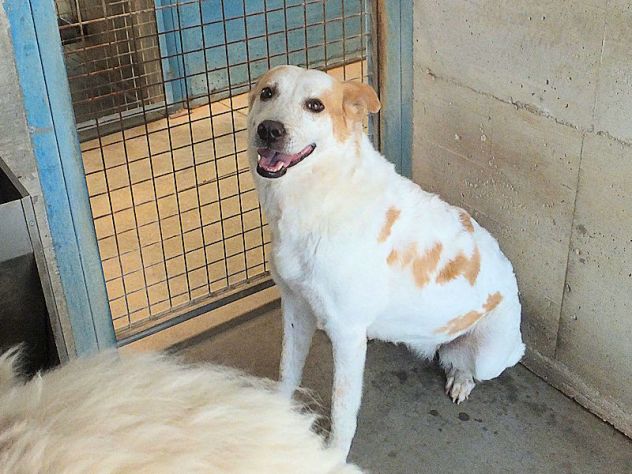 Itaca cagnolina gentile - Foto 3