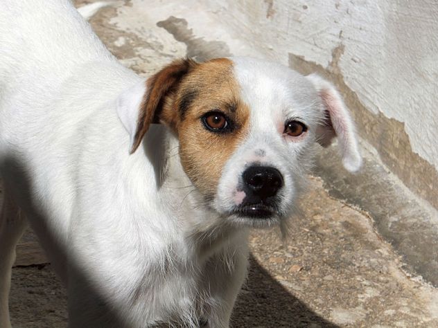 Tobia - Foto 5