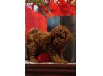 Barboncini Enci e MALTIPOO con test genetici