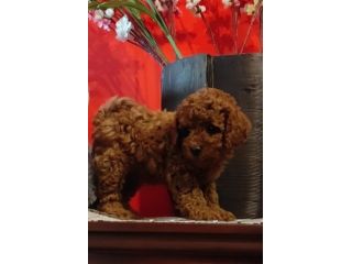 Barboncini Enci e MALTIPOO con test genetici