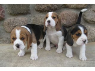 Cuccioli Beagle tricolore meravigliosi