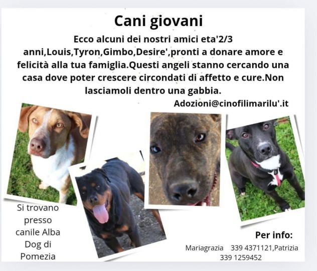HANNO SOLO TANTA VOGLIA DI TENEREZZA - Foto 4