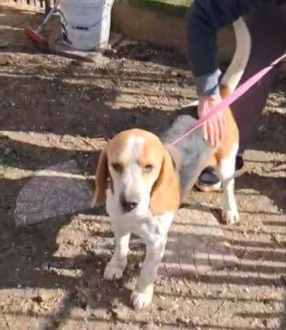 Alvin: nonnino Beagle dolcissimo. Lo cedono - Foto 2
