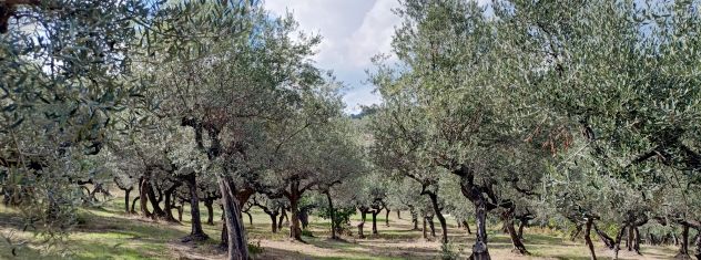 Terreno oliveto a Loreto Aprutino(PE)