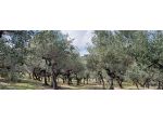 Terreno oliveto a Loreto Aprutino(PE)