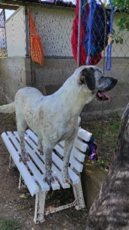 JAGO GIOCHERELLONE ED ALLEGRO CANE IN ADOZIONE - Foto 2