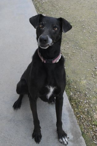 Niura, da cucciola vive in canile - Foto 3