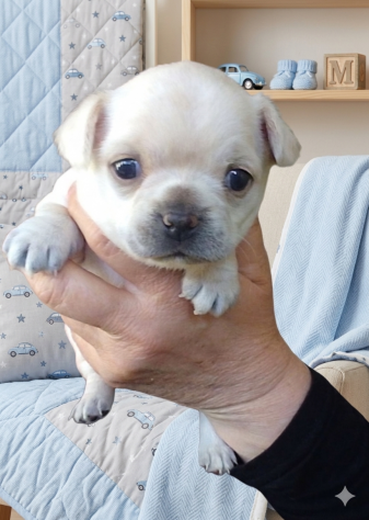 Cuccioli di chihuahua - Foto 10