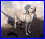NAPOLEONE, CAGNOLINO BUONISSIMO SOLO IN CANILE CERCA UNA FAMIGLIA - Foto 3