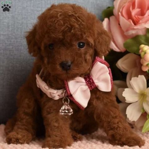 BARBONCINI TOY CUCCIOLI - BARBONCINI DISPONIIBLI pag agevolato