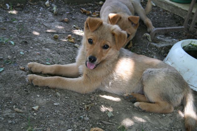 TONY e TIPPI, cucciolini affettuosissimi - Foto 6
