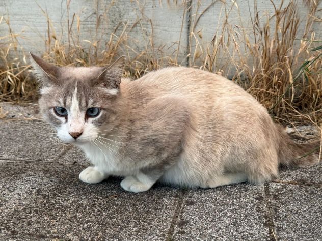 Gatto cerca nuova casa - Foto 4