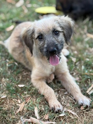 MARLENE, cucciola timidina cerca posto sicuro. TG PICCOLA