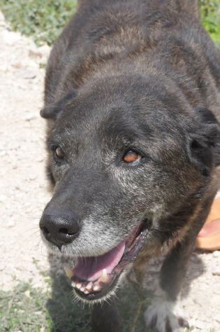 Igor per 10 anni tenuto da solo in una campagna