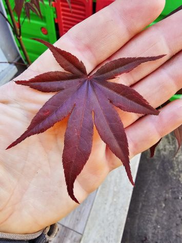 ACER PALMATUM BLOODGOOD (ANGUILLARA SABAZIA RM ) - Foto 2