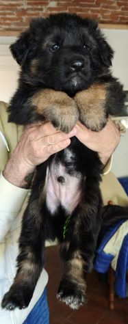 Cuccioli Pastore Tedesco pelo lungo - Foto 5