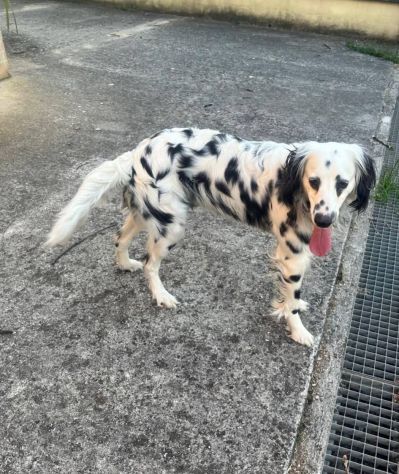 TEX DOLCISSIMO CANE IN ADOZIONE - Foto 2