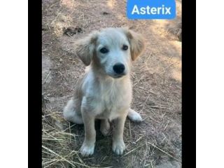 CUCCIOLI IN ADOZIONE