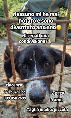 Jerry medio piccolo,nessuno l ha mai scelto,ora ha 8ANNI! PC