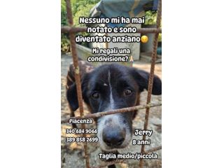 Jerry medio piccolo,nessuno l ha mai scelto,ora ha 8ANNI! PC