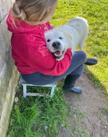 GAUDÌ -orsacchiotto travestito da cane- - Foto 7