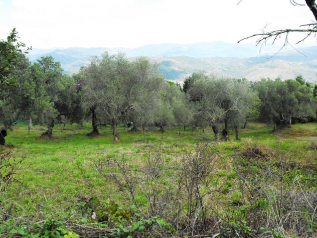 Agricolo in Località Caselle - Foto 8