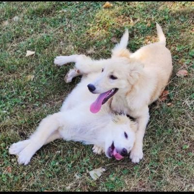 STANNO CRESCENDO IN CANILE; MERITANO UNA VITA . GIOVANI CAGNOLINI IN ADOZIONE - Foto 10