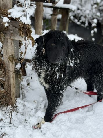 KUMBA, pastorino dolcissimo ignorato da tutti! - Foto 7