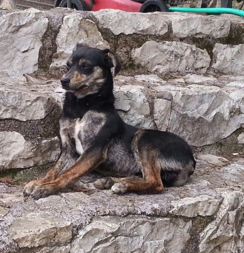 SPLITZ, cucciolotto taglia piccola - Foto 2