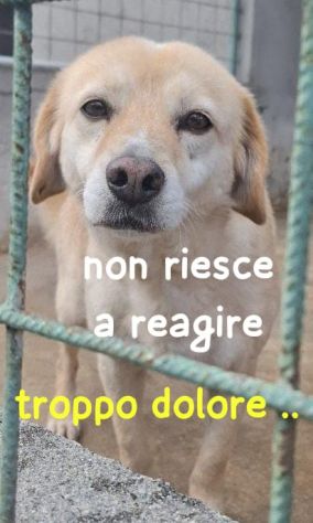 SAM 10 ANNI 15/18 kg taglia media contenuta - Foto 2