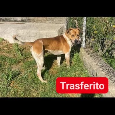 CASPER ALLERGRO E SOCIEVOLE; CANE IN ADOZIONE - Foto 10