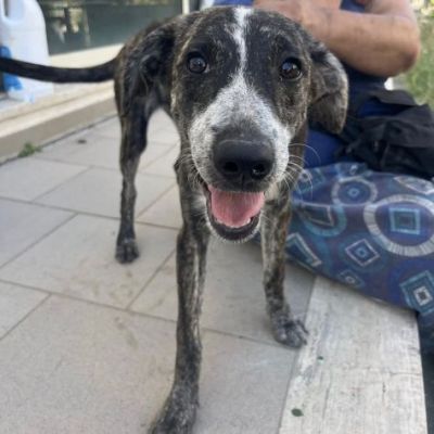 ELSA SPLENDIDA CUCCIOLA IN ADOZIONE - Foto 2