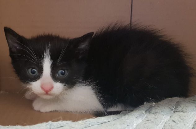 Gattini meravigliosi a Biella - Foto 3