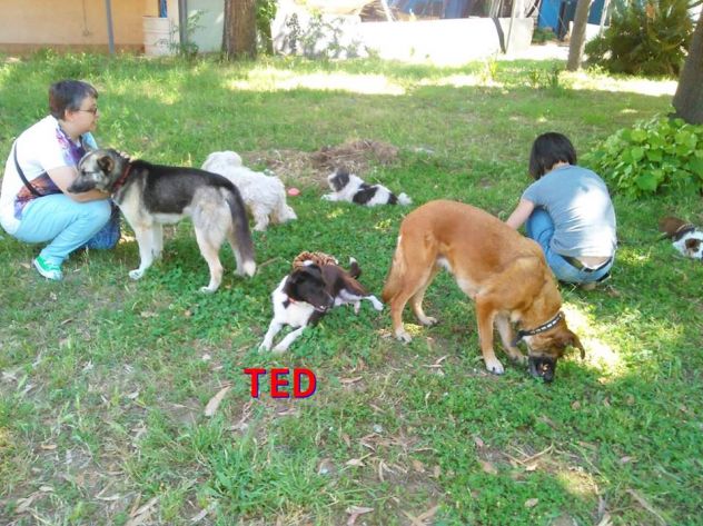 TED, cagnolino dalla dolcezza disarmante - Foto 3