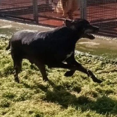ULISSE UN MIRACOLO D'AMORE CANE IN ADOZIONE - Foto 3