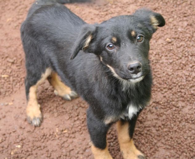 7 adorabili cuccioletti mix Pastore Tedesco - Foto 4