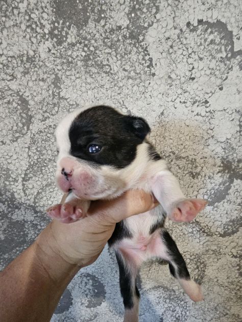 Bulldog francese femmina - Foto 9