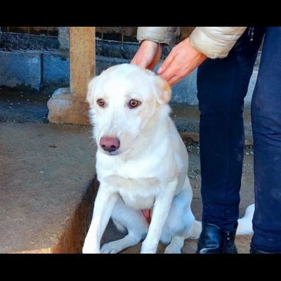 VERONIQUE UN VERO TESORO CAGNOLINA IN ADOZIONE - Foto 3