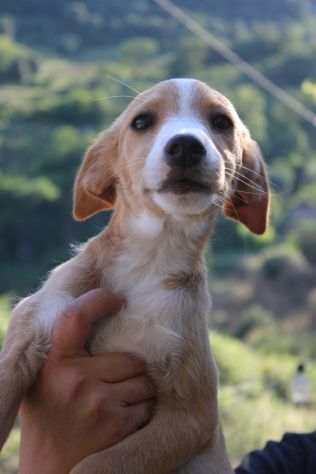 Piccola Dolly, cucciola cerca famiglia - Foto 7