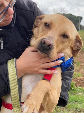 Tuono cucciolo di 2 anni in adozione - Foto 3