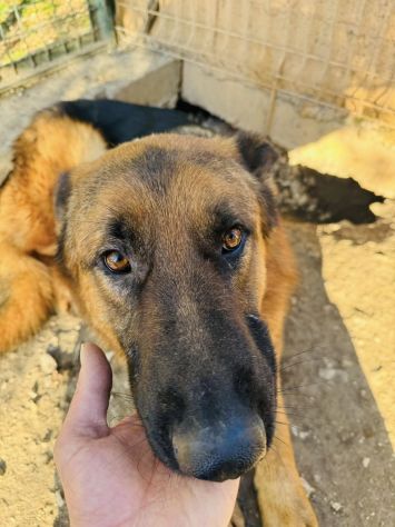 JACK 2 ANNI PASTORE TEDESCO PURO E’ IN CANILE - Foto 9