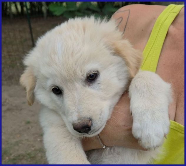 TZATZIKI simpatico cucciolotto! - Foto 4