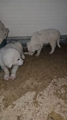 Nuvola: 3 mesi taglia media - Foto 3