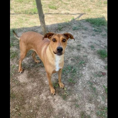 DOROTY ALLEGRA E SOCIEVOLE CAGNOLINA IN ADOZIONE - Foto 6