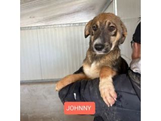 CUCCIOLI IN ADOZIONE