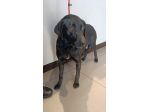 Simba 6anni kg16 nero BERGAMO SOS
