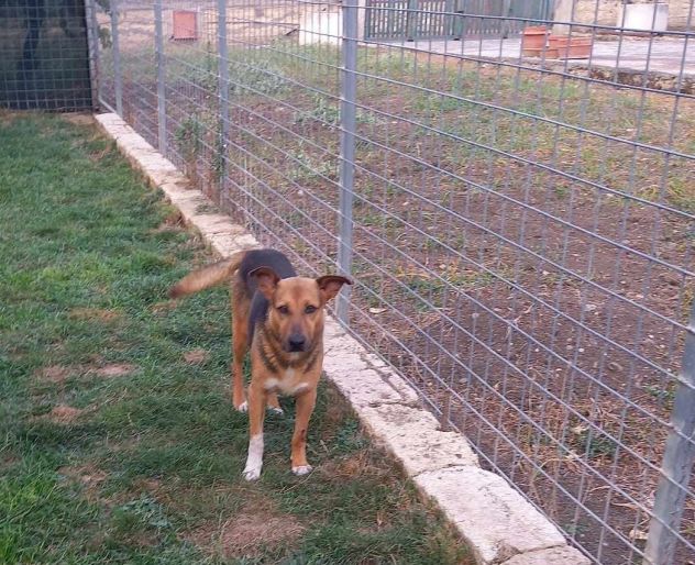 BUONISSIMO CAGNOLINO IN REGALO IN TUTTA ITALIA - Foto 2