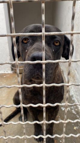 Corso femmina 4anni in canile depressa da troppo! TARANTO - Foto 4