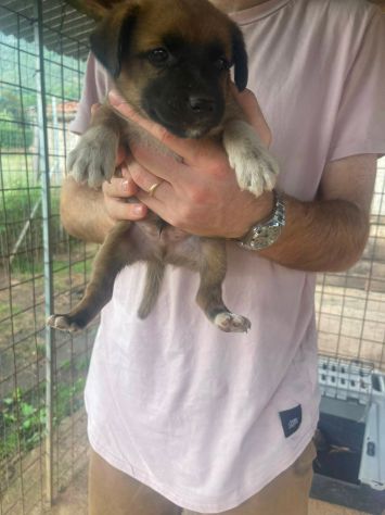 Ughetto cucciolo - Foto 4